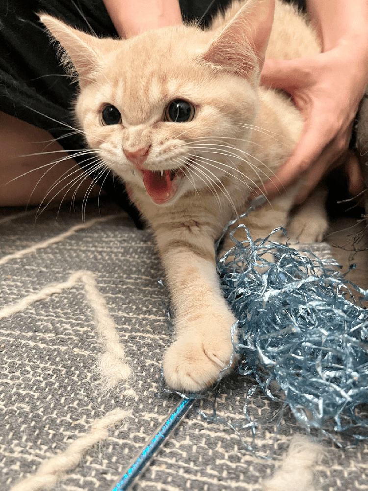 【家有愛寵必入！】為寵物影靚相都可以贏獎品？《社群》邀請您分享寵物趣怪moment！