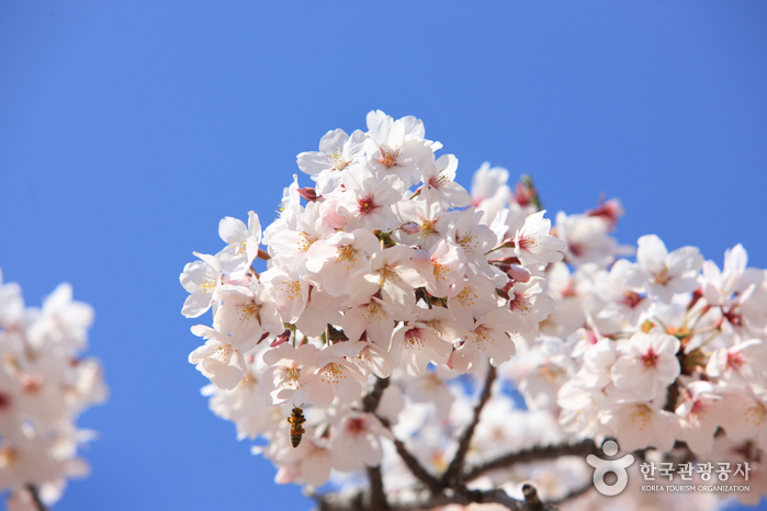 濟州島櫻花品種：王櫻