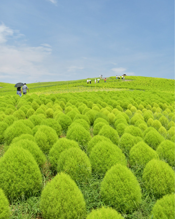 日立海濱公園種植逾3萬棵地膚 綠色蓬鬆波波樹林佔地1.4公頃！ 