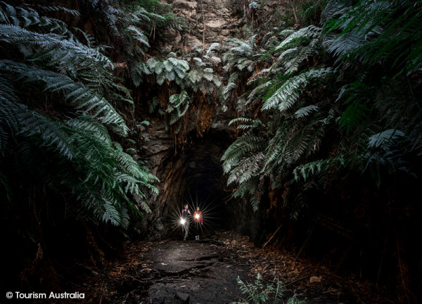 森林纜車 斷崖步道 星空野宿 玩盡澳洲親子山野歷險遊 