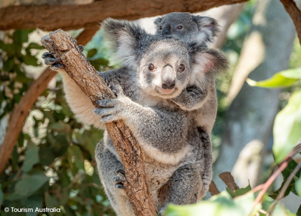玩轉全澳主題野生動物園 照顧袋鼠BB 做一日動物管理員 