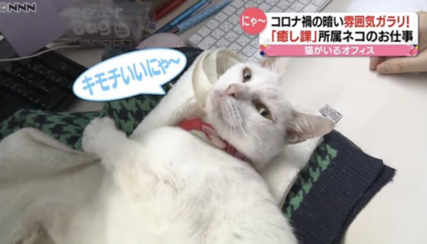日本公司特設「貓貓療癒部門」助提升工作氣氛 共17隻貓員工！照顧主子每月可額外獲5千日圓 