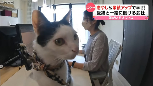 日本公司特設「貓貓療癒部門」助提升工作氣氛 共17隻貓員工！照顧主子每月可額外獲5千日圓 