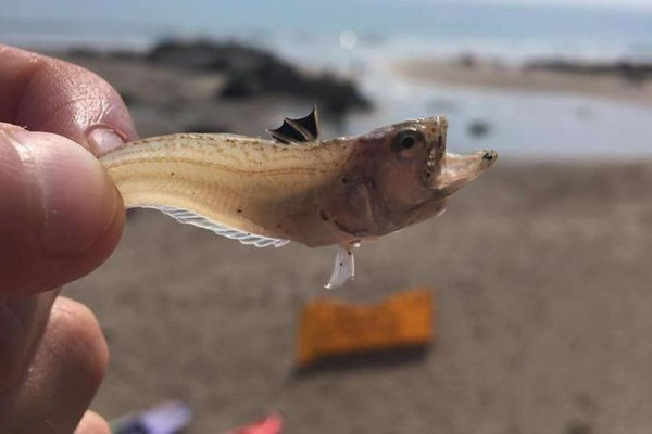 英國沙灘現有毒怪魚 多名遊客被蜇傷 至少痛2星期！ 