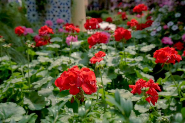 新加坡濱海灣花園10月推西班牙主題 花展多朵向日葵盛開！走進塞維利亞王宮少女中庭 
