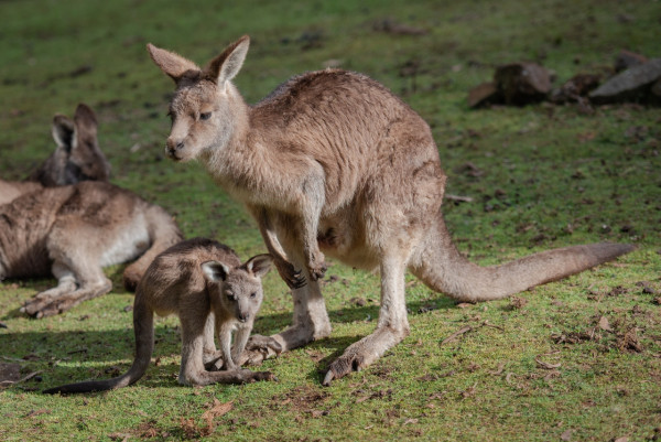 澳洲必去墨爾本動物公園 逾300種野生動物/袋鼠互動體驗 