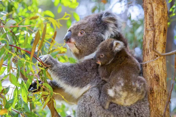 澳洲必去墨爾本動物公園 逾300種野生動物/袋鼠互動體驗 