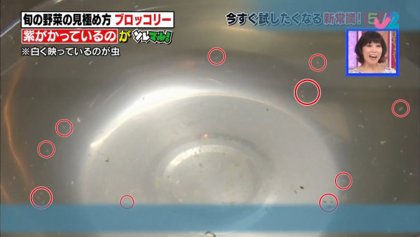 1個膠袋就可以徹底洗走西蘭花中昆蟲和塵埃! 日本蔬菜專家教你簡易清潔西蘭花方法