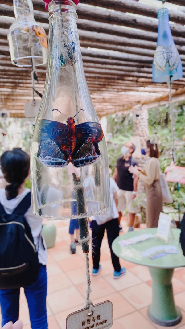 60種香港蝴蝶一次過睇晒 融入大自然的非一般生物課