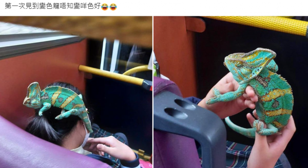 巴士驚見女童玩弄寵物變色龍惹網民熱議 爬蟲類喜愛派大戰厭惡派 巴士乘客指引如此說