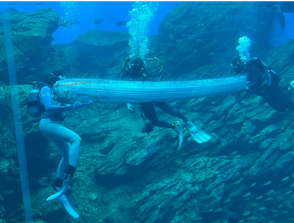仙台水族館接收4.4米地震魚 「災難先兆」之說再現！學者曾如此解釋 