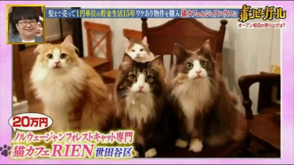 為此，田母神咲夢想開設貓咪咖啡室，為流浪貓帶來一個家。由於貓咪咖啡室需要大量資金，她下定決心努力儲蓄，希望有足夠金錢收養流浪貓。