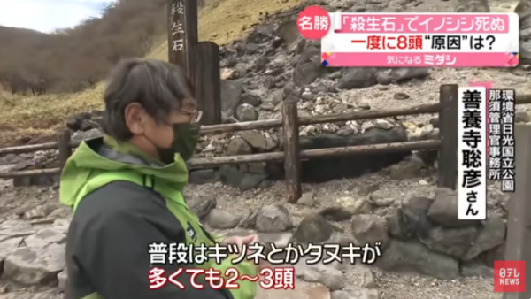 著名日本殺生石再現詭異事 8隻野豬離奇集體死亡 園方︰實屬罕見 