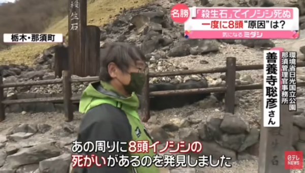 著名日本殺生石再現詭異事 8隻野豬離奇集體死亡 園方︰實屬罕見 