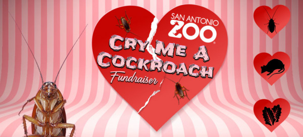 動物園推捐錢幫蟑螂改名活動！情人節限定直播小強被吞食吃掉