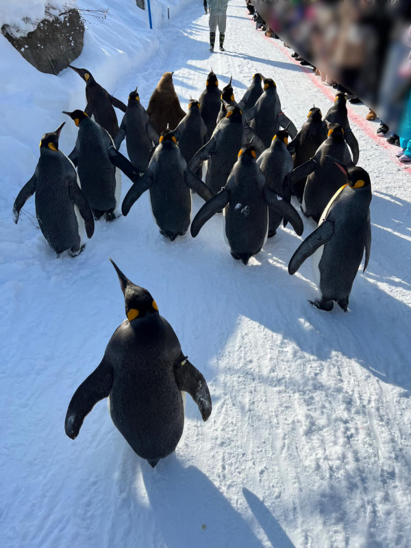 旭山動物園冬季限定「企鵝散步」 企鵝賣萌散步原因曝光 原來並非娛賓? 