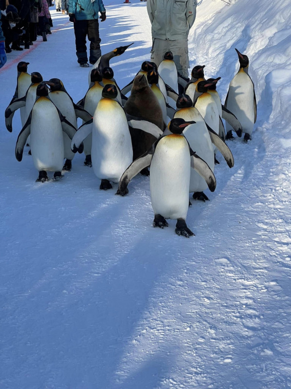 旭山動物園冬季限定「企鵝散步」 企鵝賣萌散步原因曝光 原來並非娛賓? 