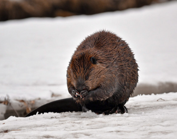 加拿大雪地驚現神秘「毛毛球」 攝影師開腔解答 真身超級可愛 