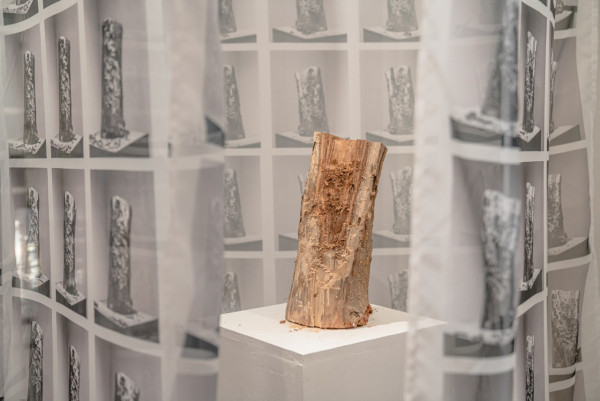 《一樹無聲》重塑塌樹現場 以藝術裝置探索樹木生命之旅