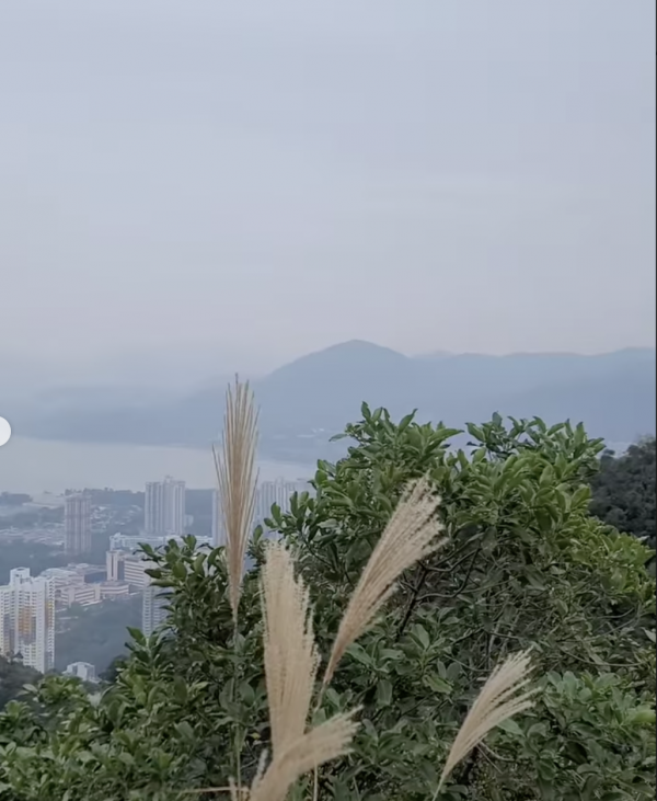 行山好去處｜3.5小時行完九龍坑山3千級天梯！飽覽吐露港美景/秋冬限定芒草海/43種蝴蝶出沒（附完整路線）