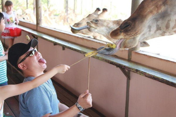 泰國自由行2024 | 全亞最大野生動物園曼谷Safari World一日遊！2大海陸園區、親親長頸鹿BB 