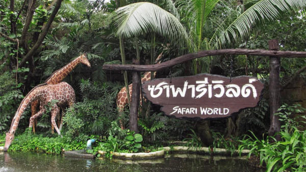 泰國自由行2024 | 全亞最大野生動物園曼谷Safari World一日遊！2大海陸園區、親親長頸鹿BB 