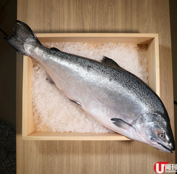 元朗人氣居酒屋 坐榻榻米 / 歎極上吞拿魚三點盛