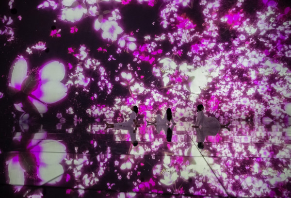 東京teamLab3月春季限定櫻花展  2大巨型互動作品 走進櫻花夢幻世界 