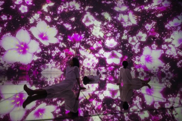 東京teamLab3月春季限定櫻花展  2大巨型互動作品 走進櫻花夢幻世界 