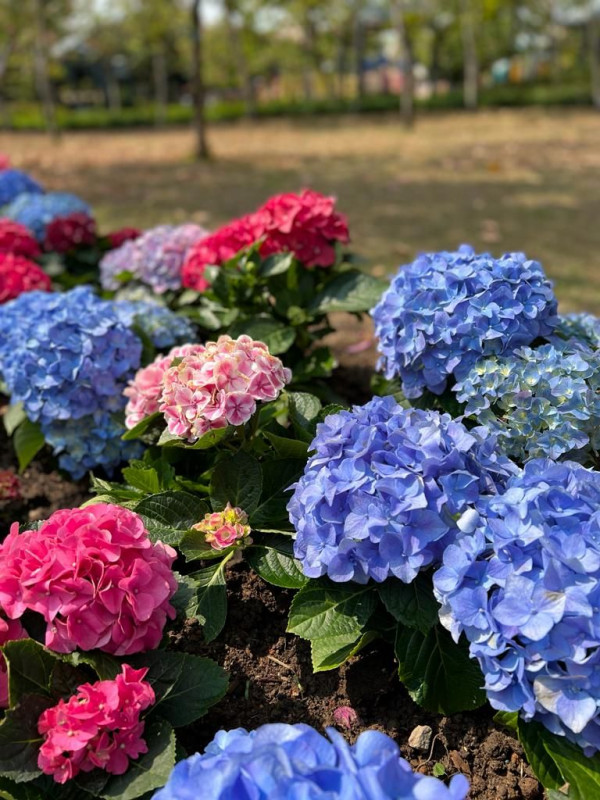 荔枝角賞花2023｜4色繡球花公園小路繽紛綻放！色彩鮮艷滿載法式浪漫感覺（附前往方式）