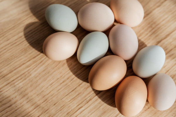 雞蛋價格上漲｜雞農推「出租母雞」服務包生蛋！租賃期半年！附飼養指南+飼料