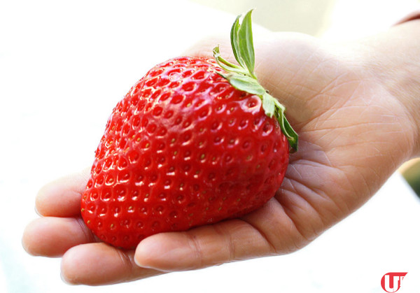 巨型士多啤梨寒熟 / 糖度 20 度 3 月限定！愛知縣農場直送 