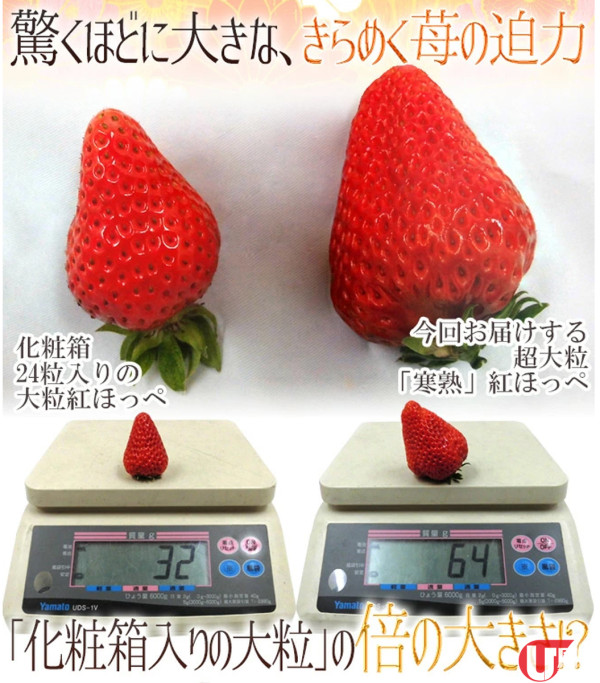 巨型士多啤梨寒熟 / 糖度 20 度 3 月限定！愛知縣農場直送 