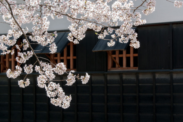 2023日本全國最新櫻花預測  東京、福岡提前開花！大阪約3月中尾 