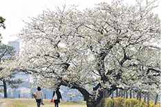 日本櫻花2023｜實時觀賞日本6大櫻花勝地方法 出發前緊貼開花情況！足不出戶都可以賞櫻 