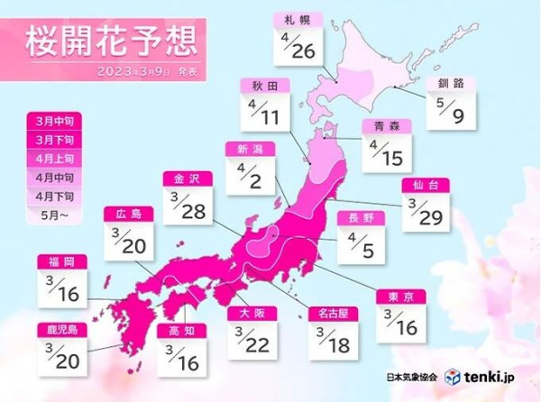 2023日本全國最新櫻花預測  東京、福岡提前開花！大阪約3月中尾 