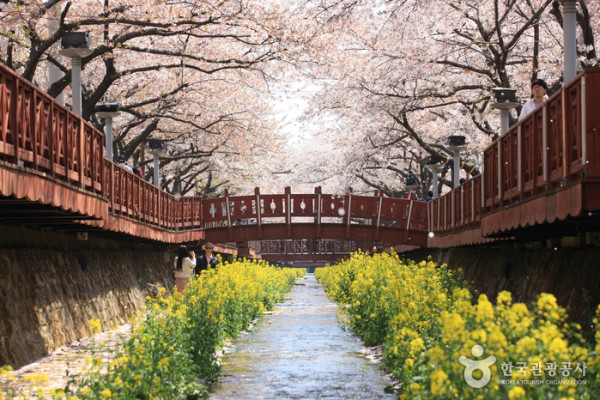 2023韓國櫻花開花期預測 最快3月中旬濟州、釜山率先開花 