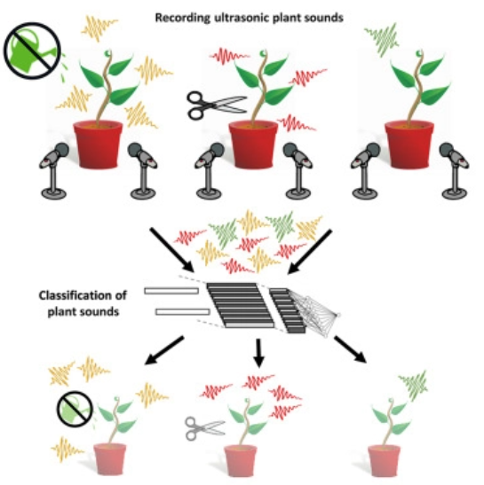 科學家發現番茄也會尖叫！　研究：植物被剪斷莖或缺水時會發出高頻尖叫聲