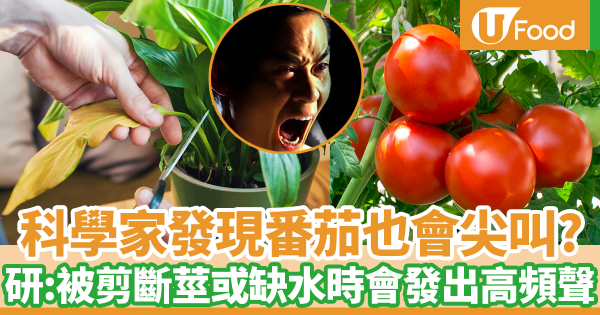 科學家發現番茄也會尖叫! 研究:植物被剪斷莖或缺水時會發出高頻尖叫聲