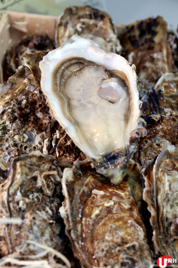 香港生蠔關注組元朗開舖  爆賣日本蠔相生之惠 / 獨家法國蠔