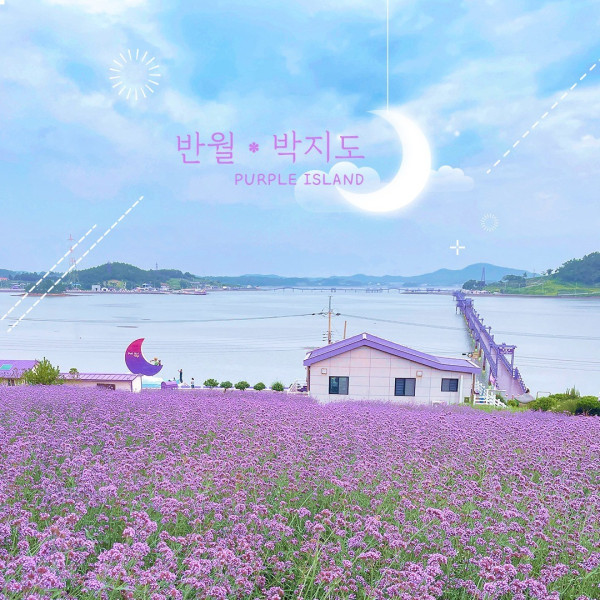 韓國新祕境「紫色島」超夢幻 紫色控打卡必去！ 1.4公里長紫色橋+大片薰衣草花海 