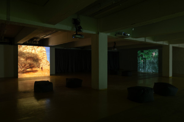 與植物合作的藝術家鄭波 個展集《蕨戀》等四部生態藝術影片