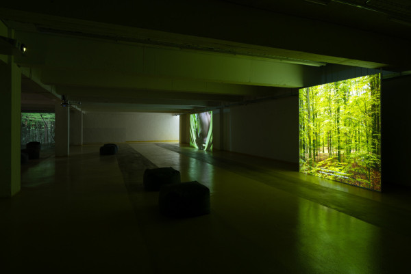 與植物合作的藝術家鄭波 個展集《蕨戀》等四部生態藝術影片