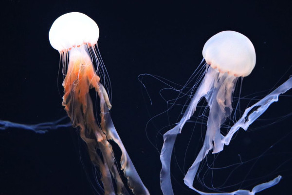 池袋陽光水族館新展區—海月空感Instagram 7大日本機票勁減0起!東京/大阪/福岡/熊本 直飛北海道連稅千八蚊