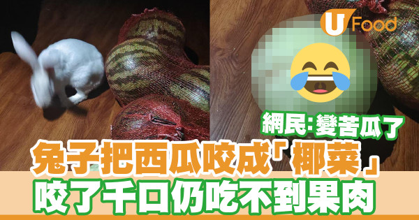 兔子把西瓜咬成「椰菜」 咬了千口仍吃不到果肉