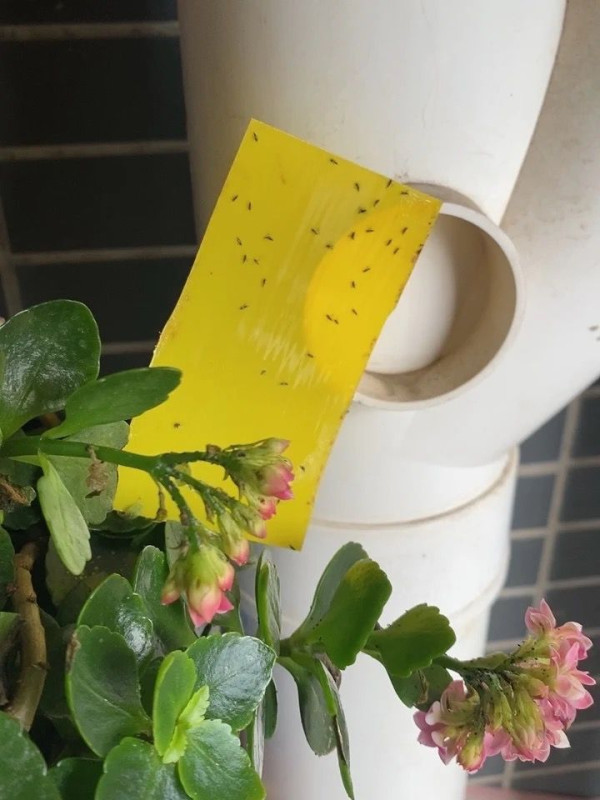 露台/植物滋生蚊蟲點算好？ 網友分享：黏力除蚊板超有用！一日就黐到幾十隻蚊