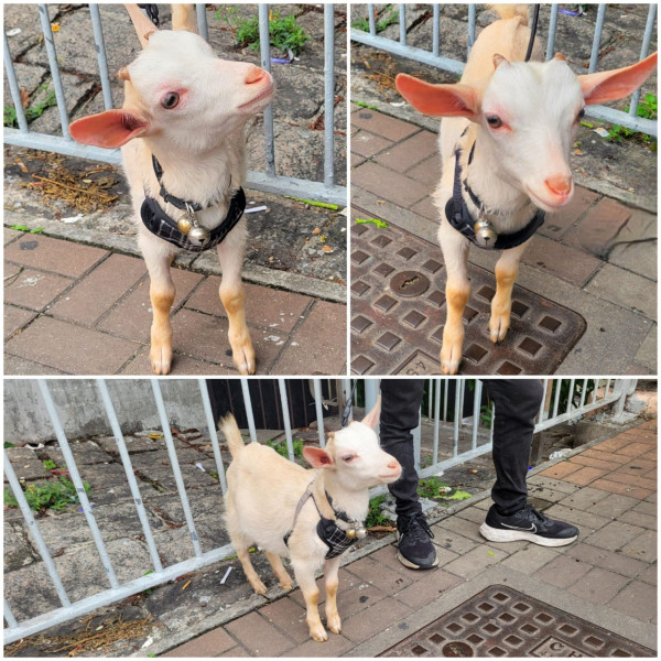 拎牌就可以養山羊綿羊？ 香港飼養動物冷知識 最多人養TOP 6