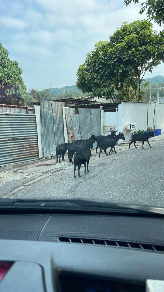 拎牌就可以養山羊綿羊？ 香港飼養動物冷知識 最多人養TOP 6