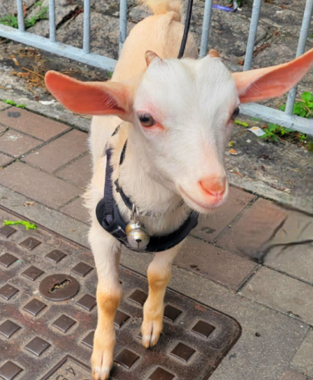 街坊河邊遇到途人帶可愛羊仔散步　網民：香港養羊合法嗎？原來相關法例咁樣限制！