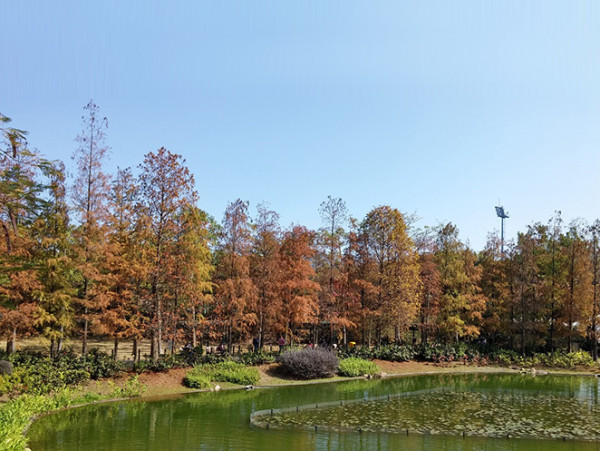 野餐好去處7. 青衣公園  採用了歐陸式庭園風的青衣公園有多處草坪、山坡、野餐區等等，打卡位多之餘人工湖畔種植的水松與落羽杉亦很值得欣賞。